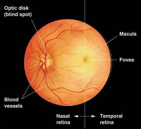 blindspot in retina